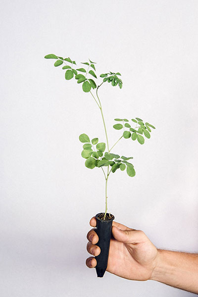 Muda-Exotica-Moringa Muda-Exotica-Moringa