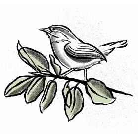 ilustracao-investimento-passaro