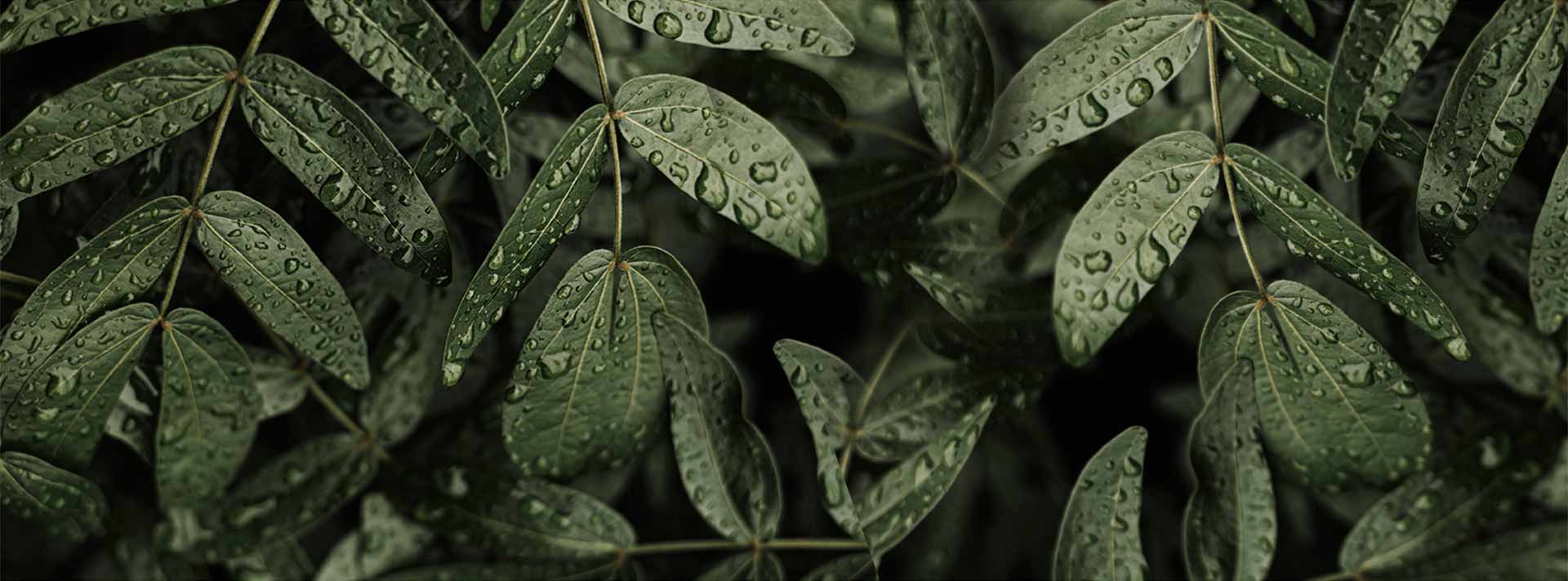 investimento-folhagem-background