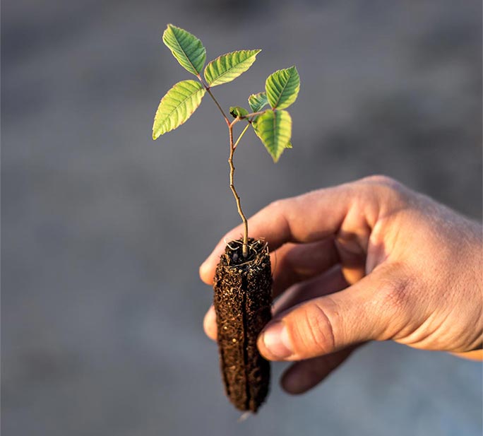 investimento-foto_planta