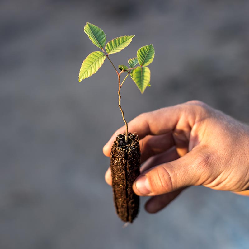 ymbu_agroflorestal-foto-03-19-thumb