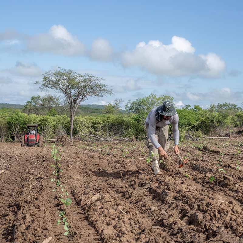ymbu_agroflorestal-foto-08-8878-thumb