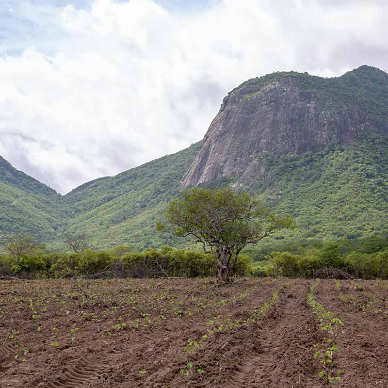 ymbu_agroflorestal-foto-15-9306-thumb