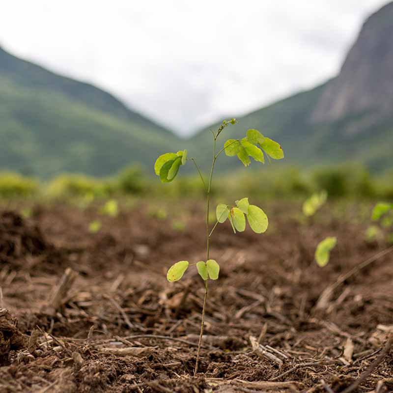 ymbu_agroflorestal-foto-16-9319-thumb