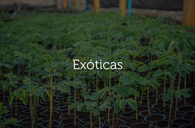 ymbu_agroflorestal-mudas-exoticas_1