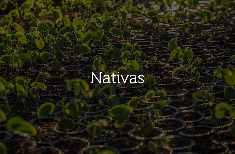 ymbu_agroflorestal-mudas-nativas_1