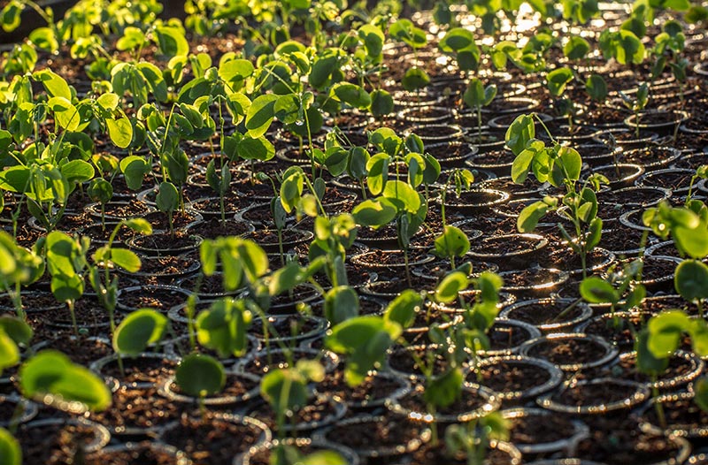ymbu_agroflorestal-mudas-nativas_2