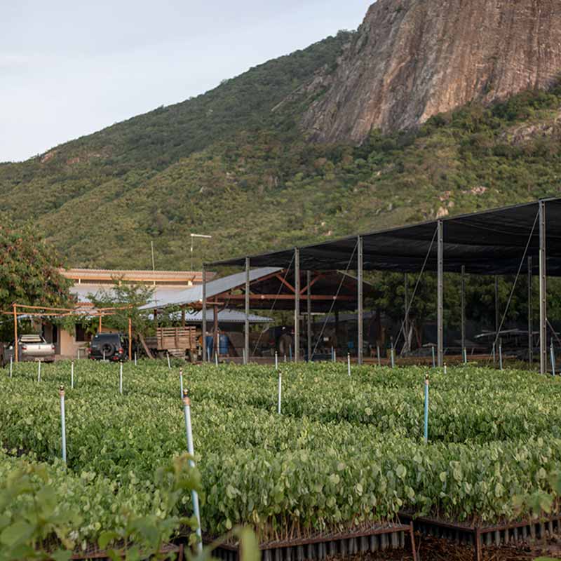 ymbu_agroflorestal-tecnologia-foto-02-8305-thumb