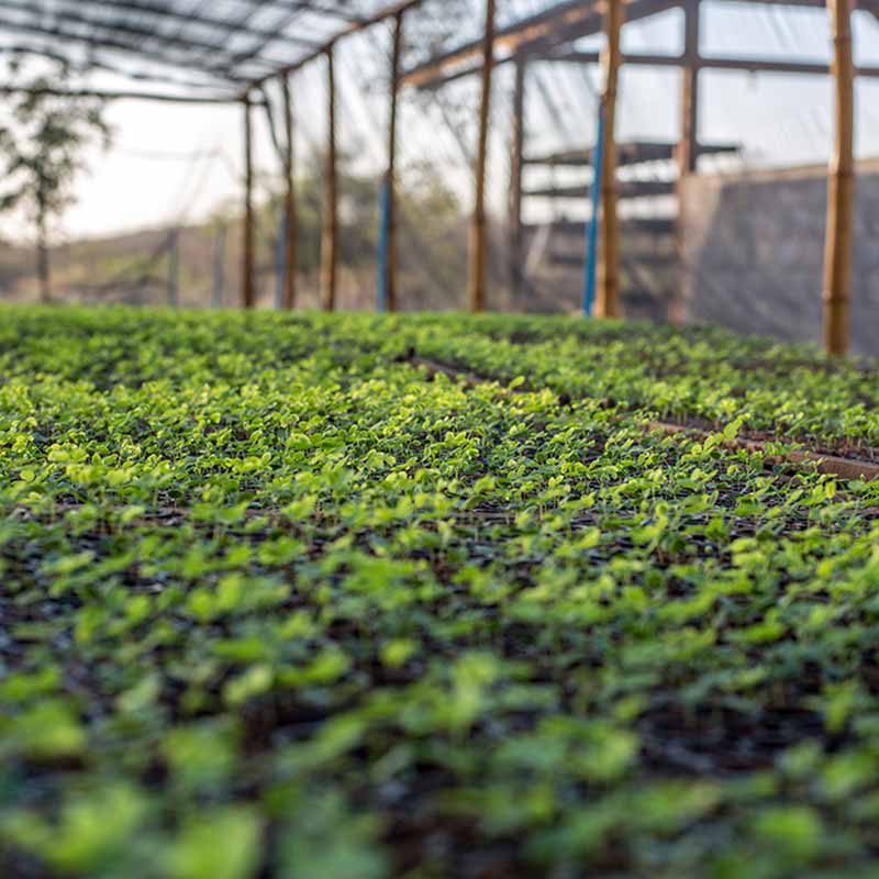 ymbu_agroflorestal-tecnologia-foto-03-5-thumb