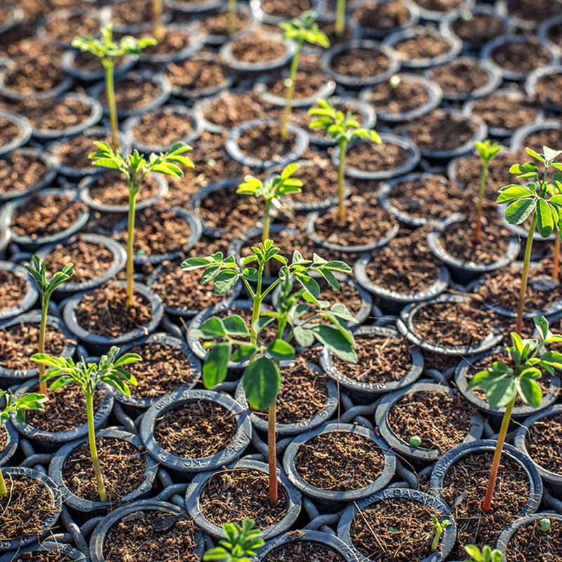 ymbu_agroflorestal-tecnologia-foto-04-tubetes-thumb