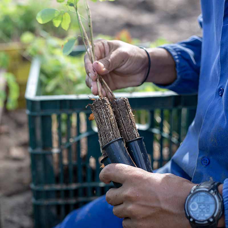 ymbu_agroflorestal-tecnologia-foto-06-8936-thumb