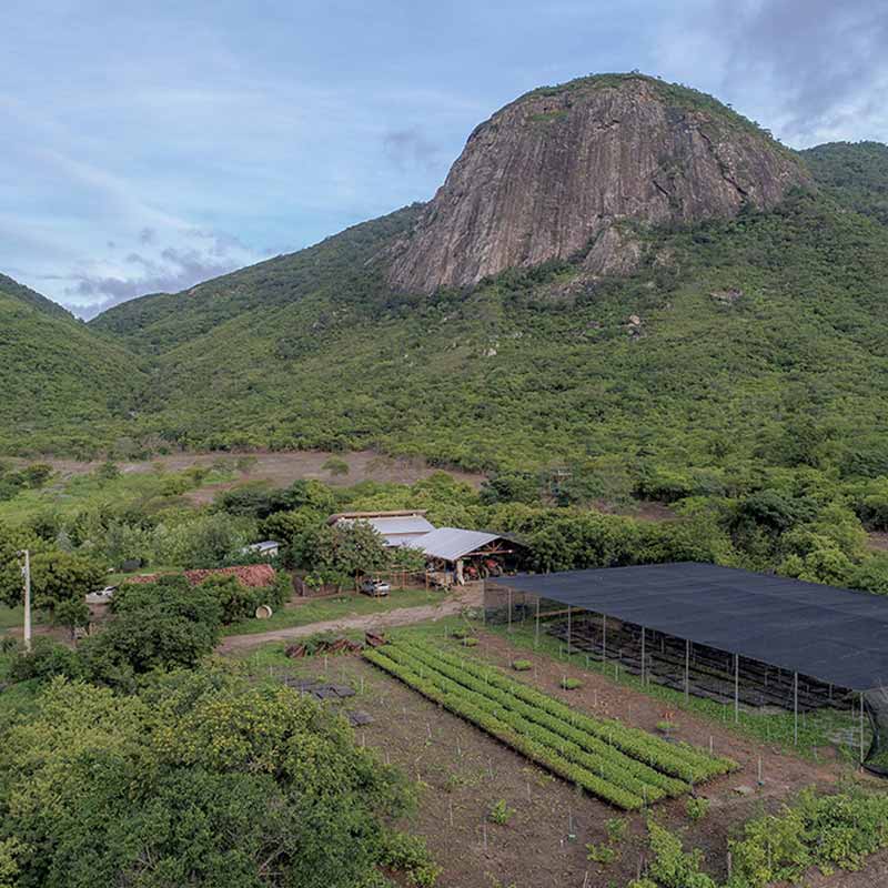 ymbu_agroflorestal-tecnologia-foto-07-0010-thumb