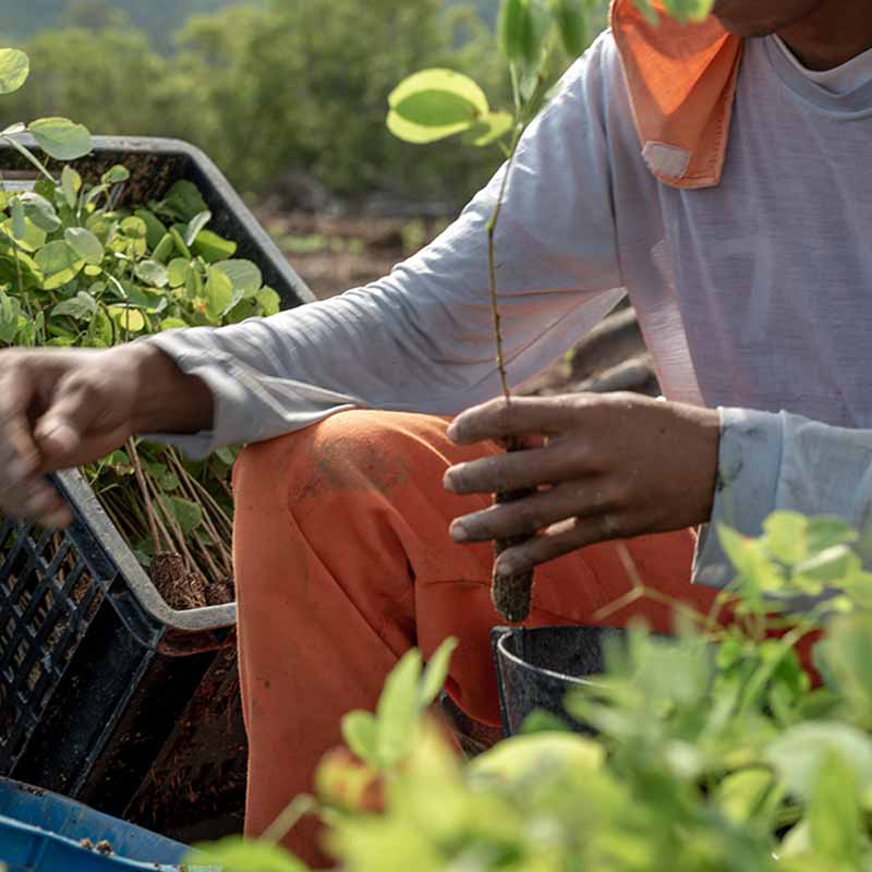 ymbu_agroflorestal-tecnologia-foto-08-9028-thumb