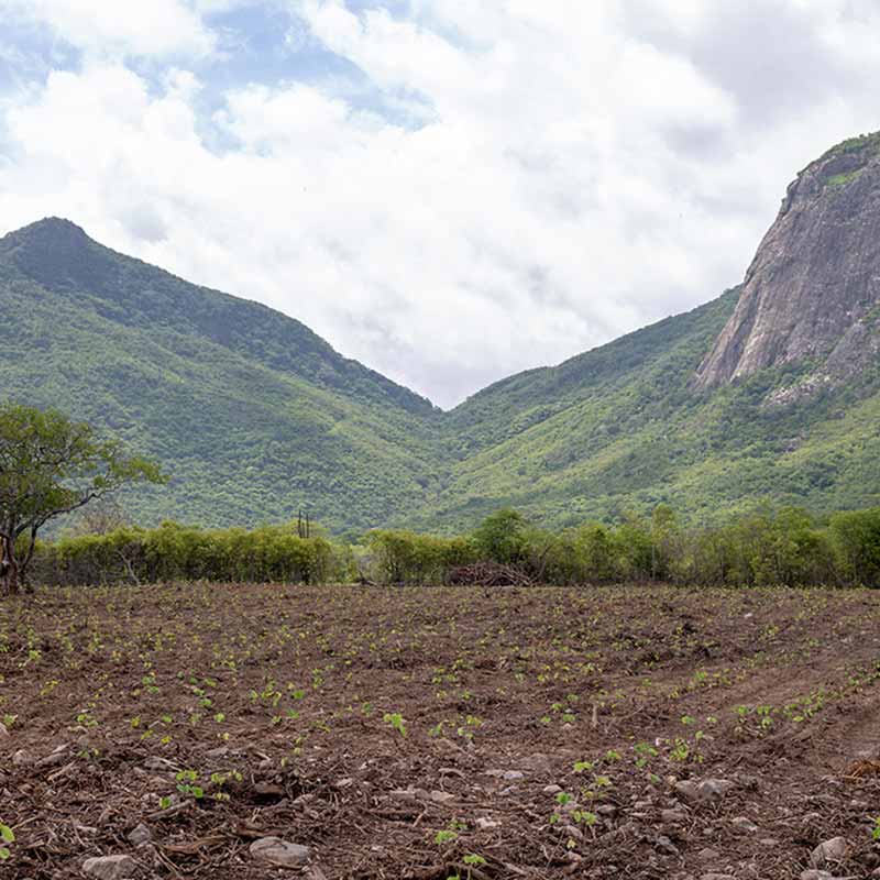 ymbu_agroflorestal-tecnologia-foto-09-9310-thumb