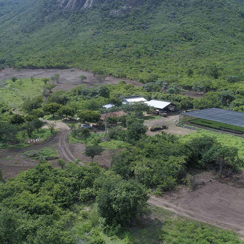 ymbu_agroflorestal-tecnologia-foto-10-0048-thumb