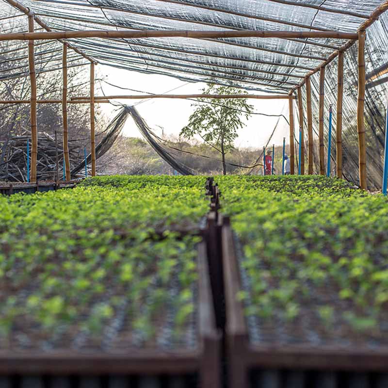 ymbu_agroflorestal-tecnologia-foto-12-thumb